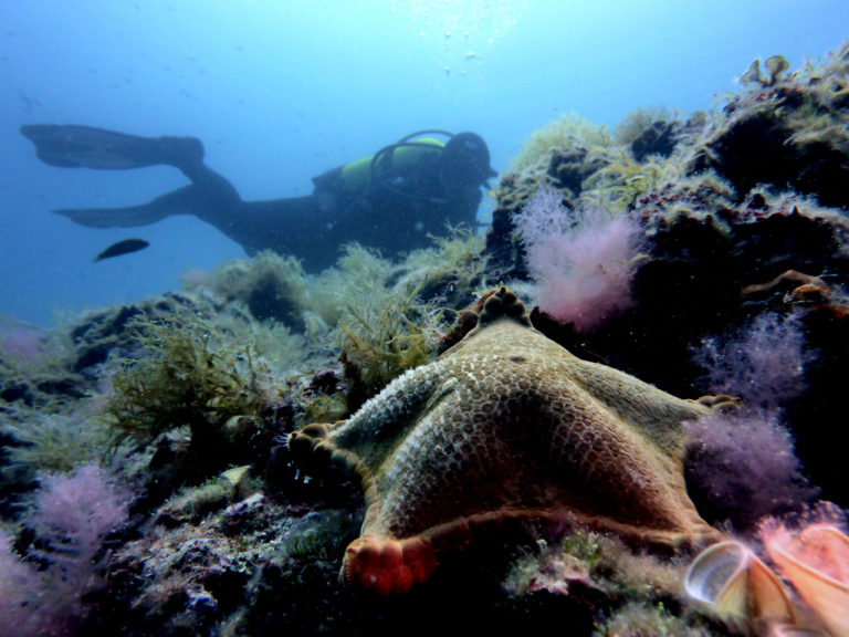 Immersioni, l’altro modo per ammirare il Salento